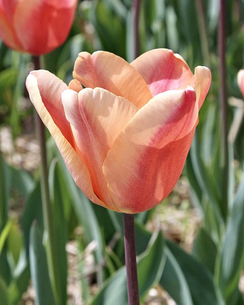 Tulipán triumph Apricot Foxx